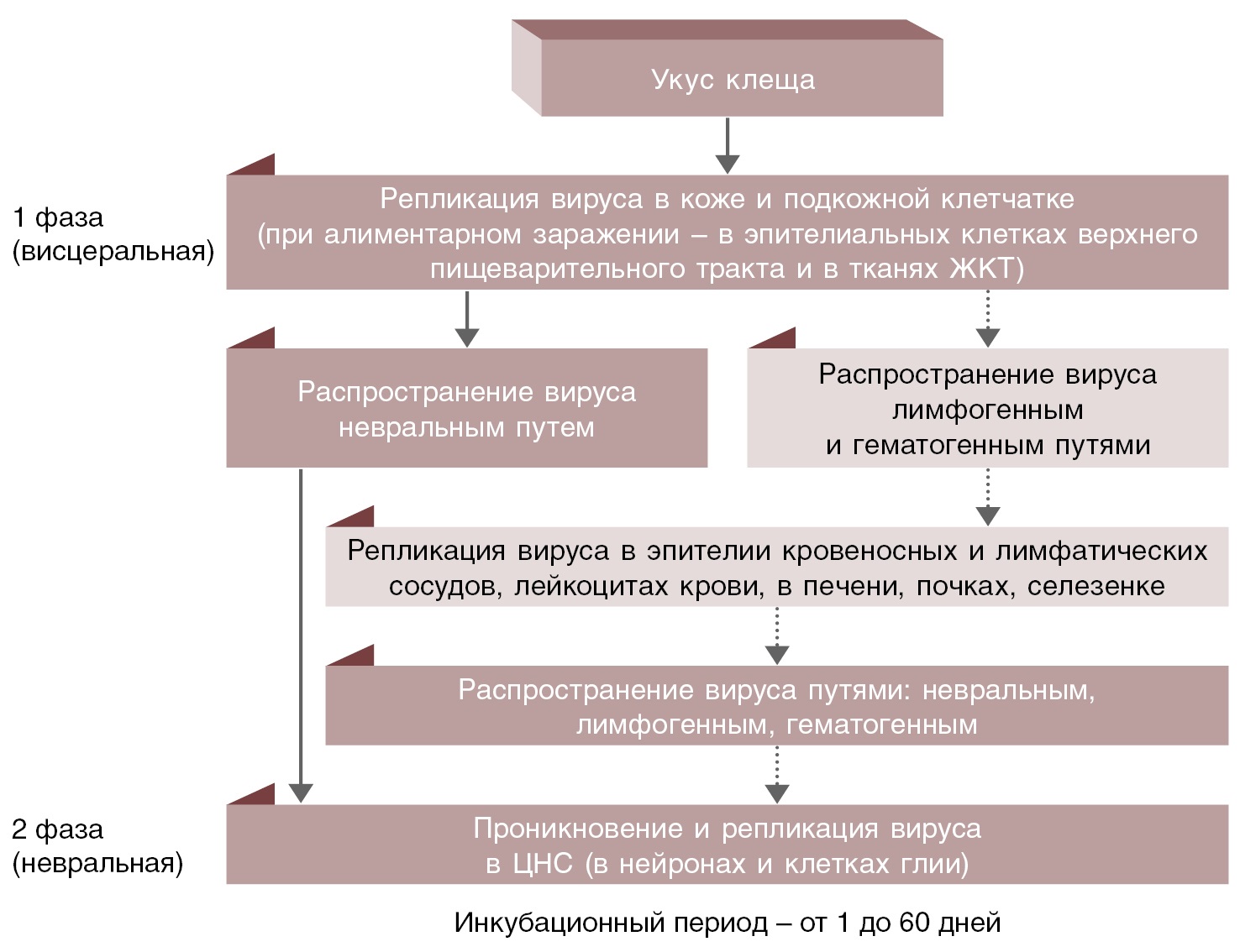 Схема лечения клещевой боррелиоз