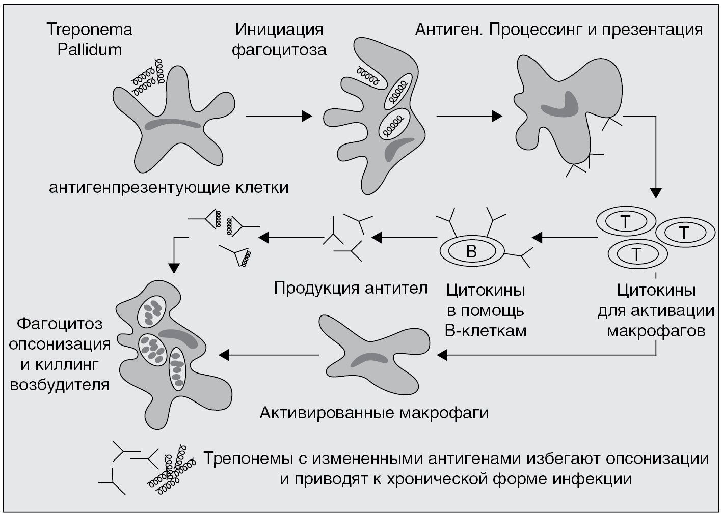 Исследование на treponema pallidum igm